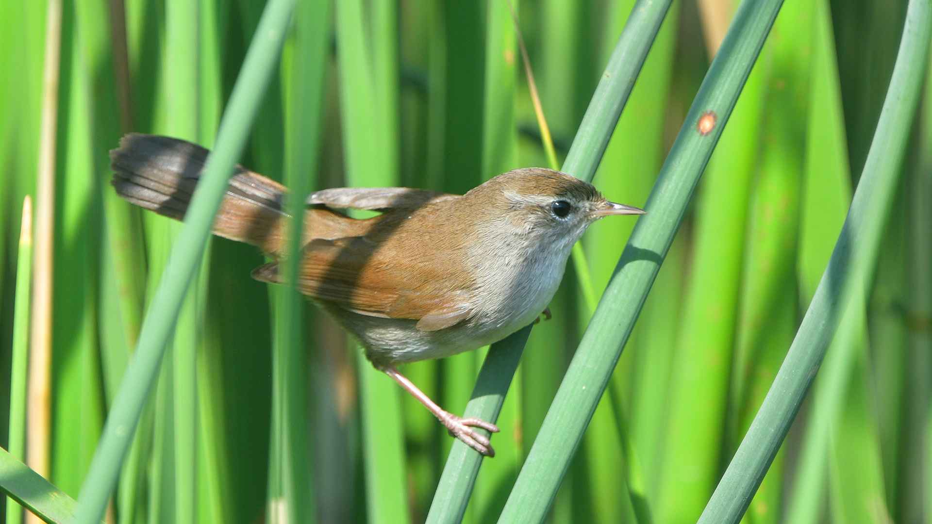 Cetti's Warbler